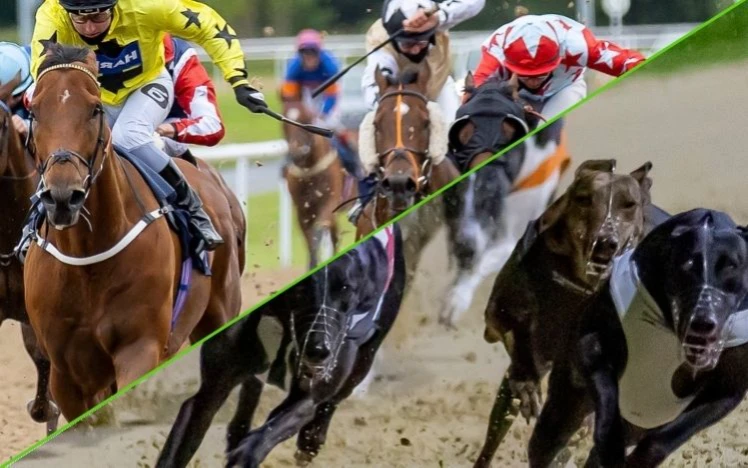 Racehorses and greyhounds racing side by side