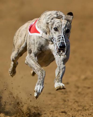 Racing greyhound at full stretch on the sand