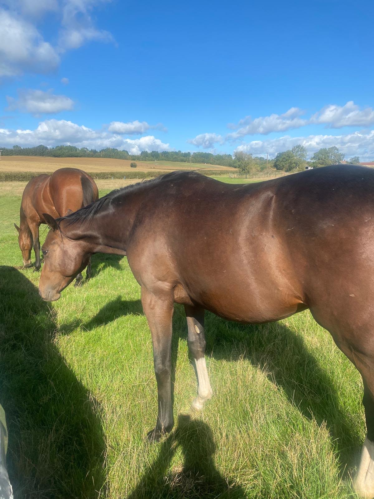 Yearlings grazing in the paddock