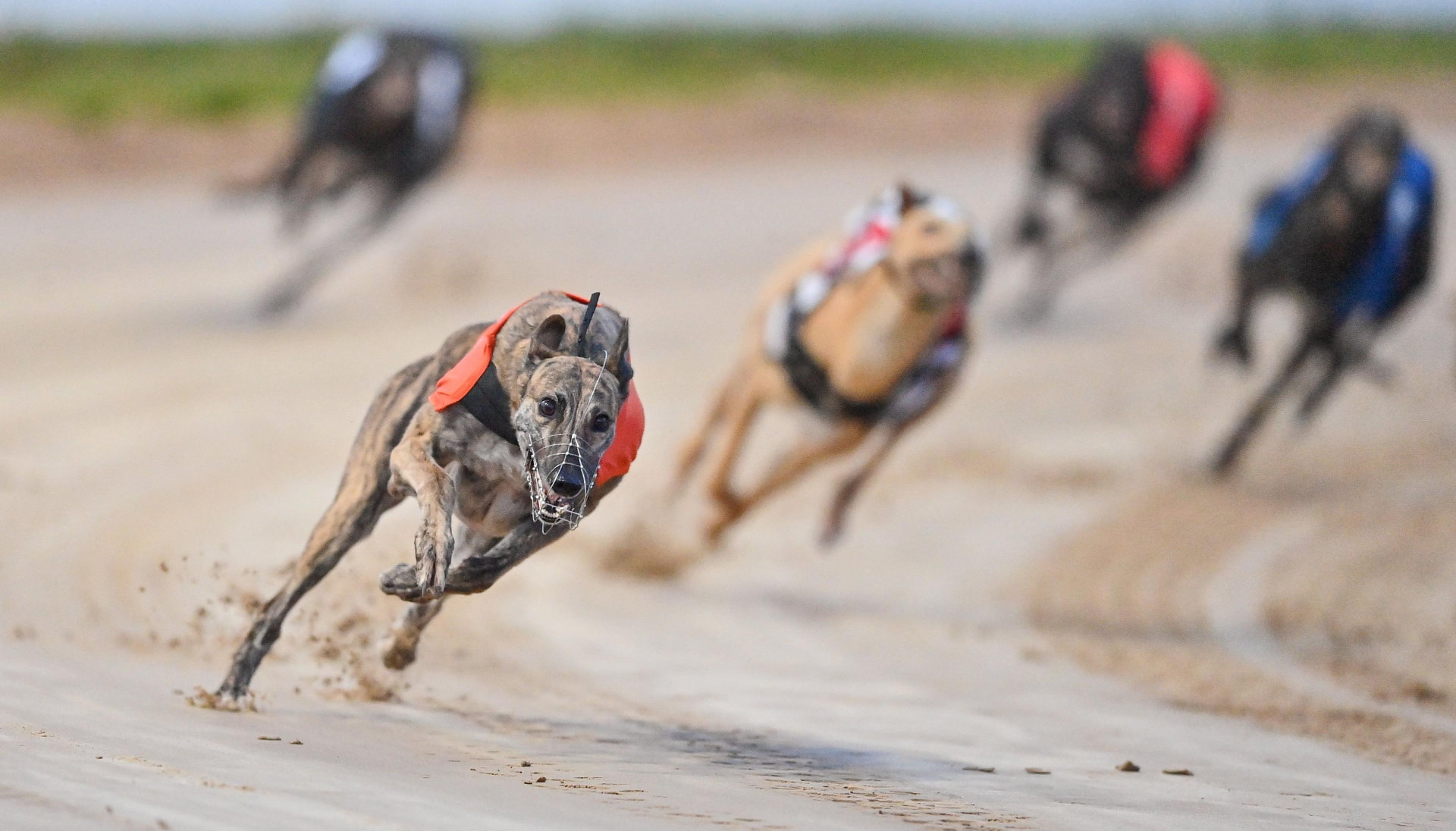 Greyhounds racing round the bend