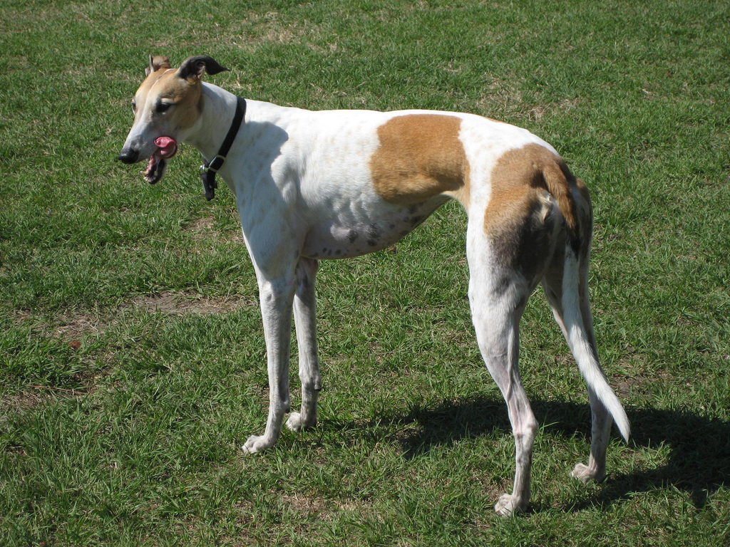 Greyhound at the kennels