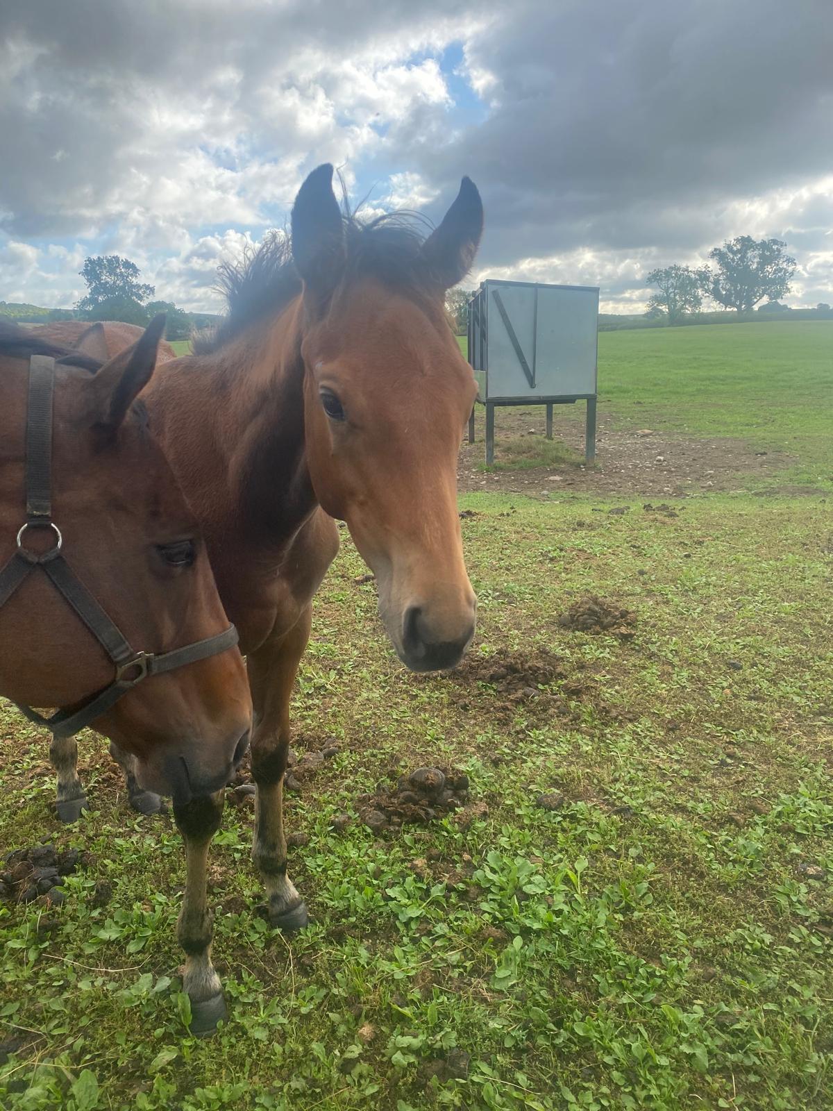 Two yearlings in the paddock