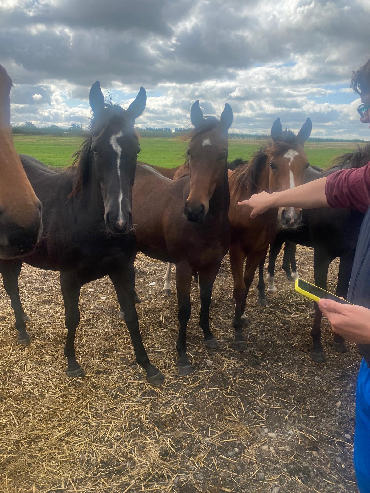 Group of yearlings in the paddock