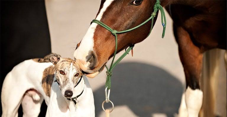Racehorse nuzzling a greyhound in the yard