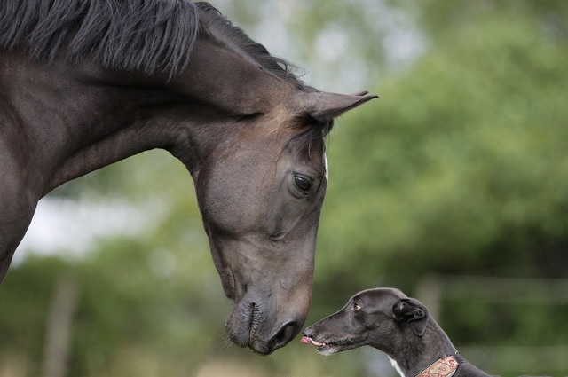 Racehorse and greyhound meeting face to face in a green paddock