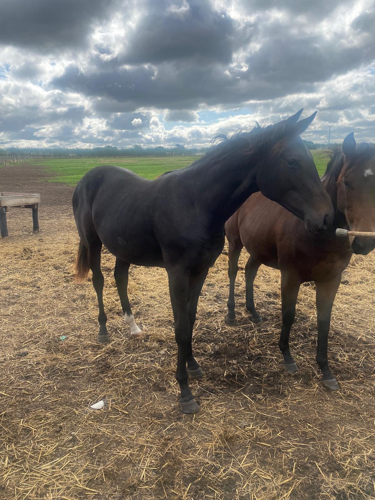 Dark bay yearling in the straw paddock