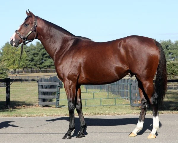 Bay thoroughbred racehorse standing at the stud