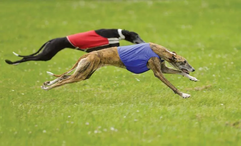Two greyhounds coursing across grass