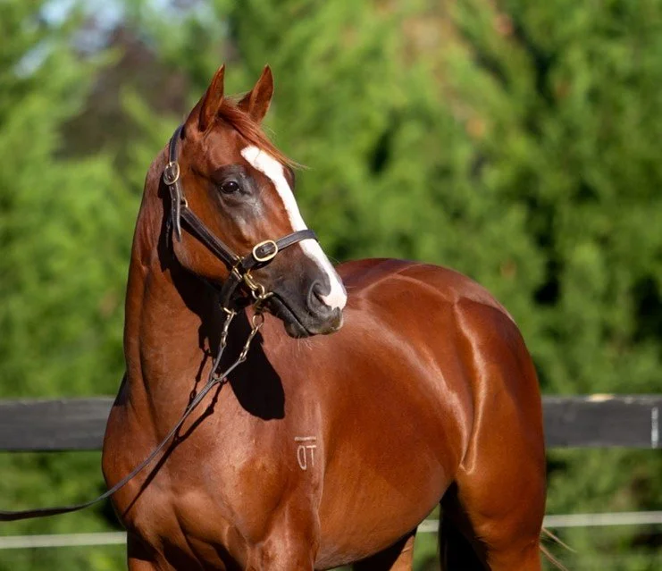 Chestnut racehorse in the paddock
