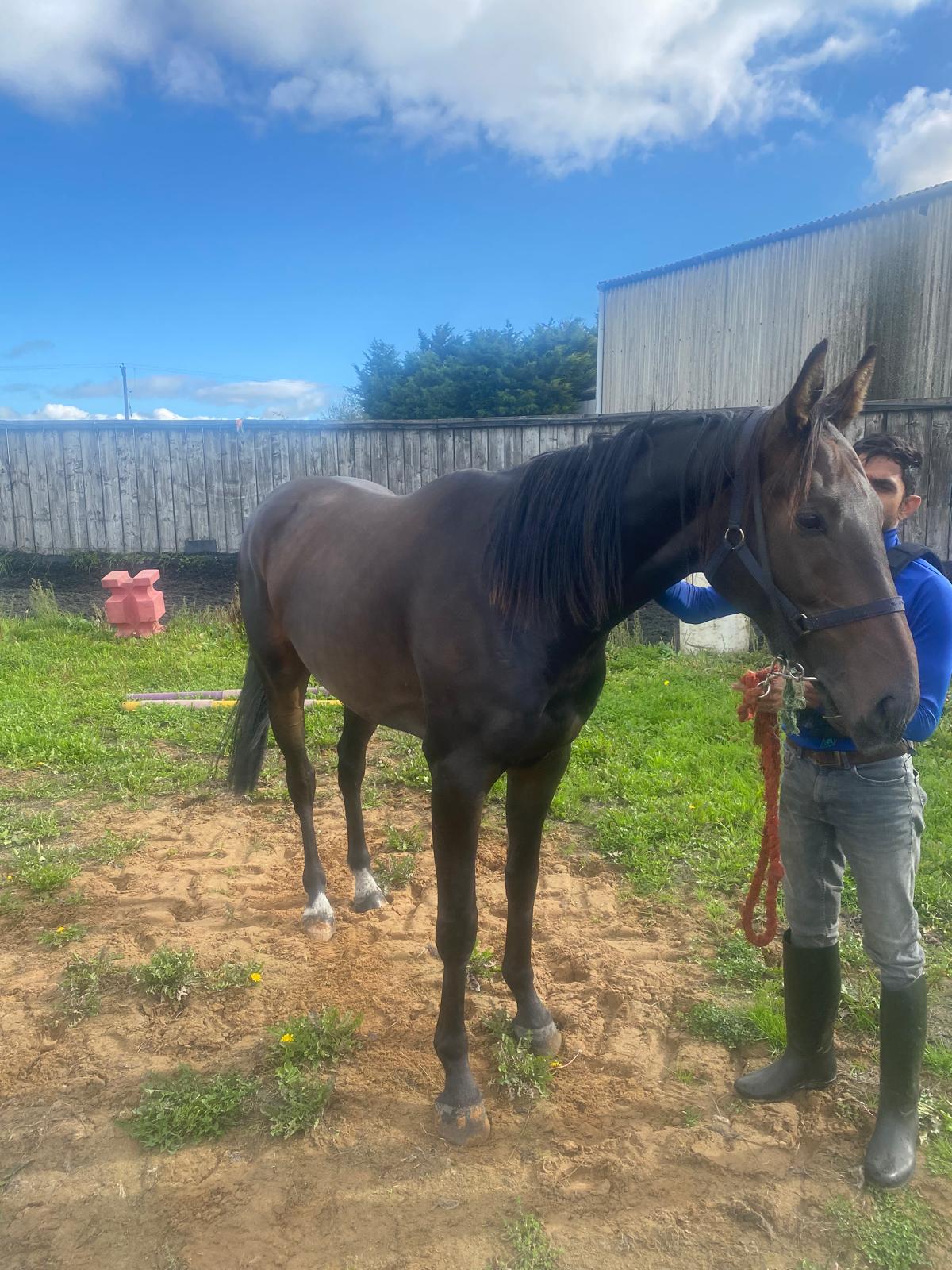 Dark yearling in the yard
