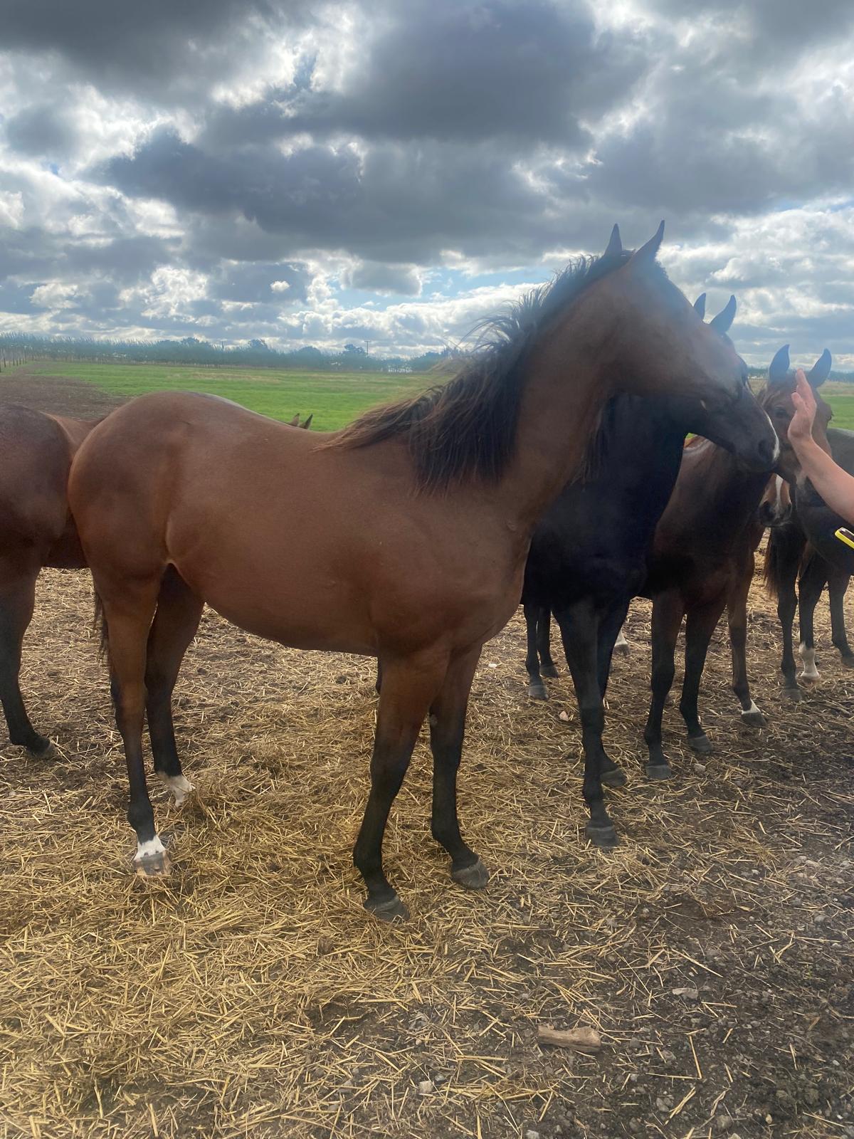 Bay yearling in the paddock